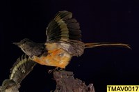 灰喉山椒鳥藏品圖，第8張